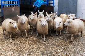 Camera at the Mart: firm demand for stores in Baltinglass Mart
