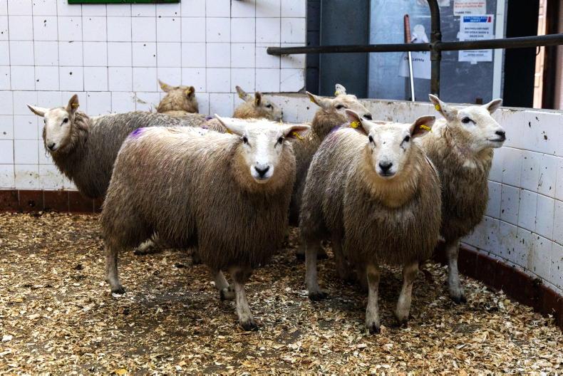 Sheep mart prices: trade stagnates for finished lambs