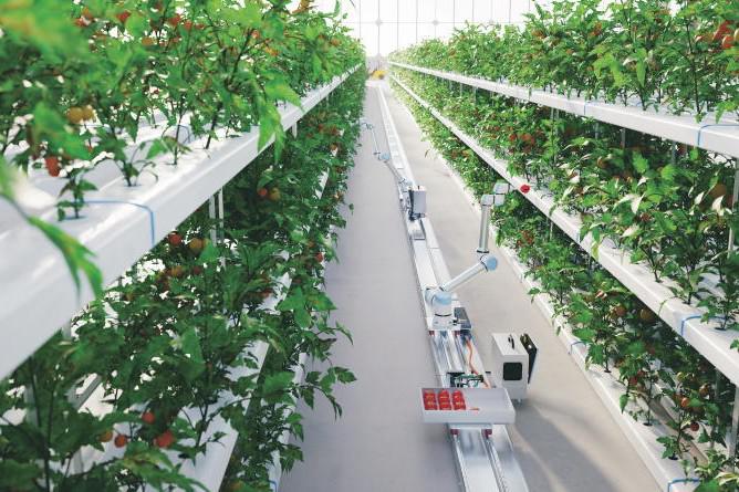 Money Mentor: AI in food production: a practical tool or just hype?