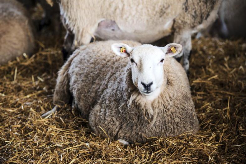 Sheep Management: abortion causing agents, sheep census and storing FYM