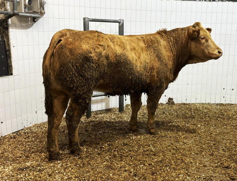 Camera at the Mart: springers to €5,800 in Roscommon