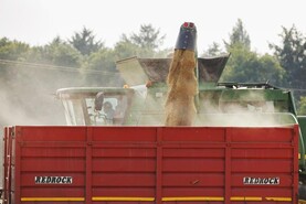 Grain Trends: supplies high across all grains