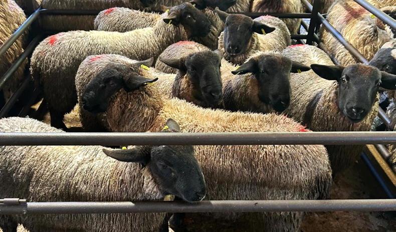 Camera at the Mart: lamb prices hold firm in Dowra
