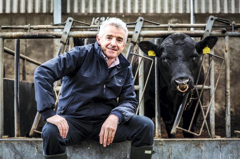 Will Elon enter the Angus market?