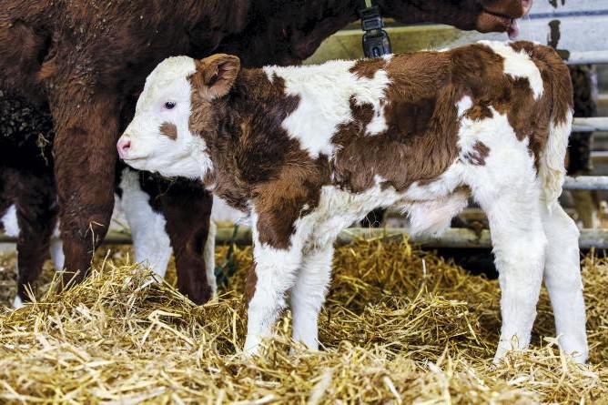 Beef Management: colostrum management, slurry and calf accommodation