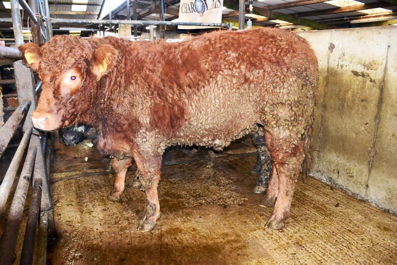 Northern View: steady outlook for beef factory quotes