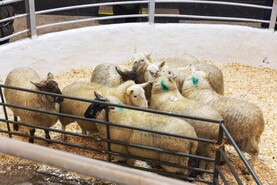 Sheep farmer voice anger over lamb price cuts     