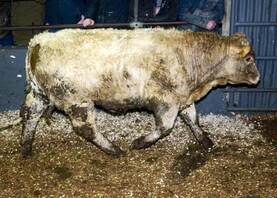 Camera at the Mart: flying trade as bulls average €5.46/kg in Donegal Mart