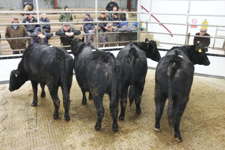 Camera at the Mart: dairy stock sell from €3.70/kg to €4/kg in Templemore Mart