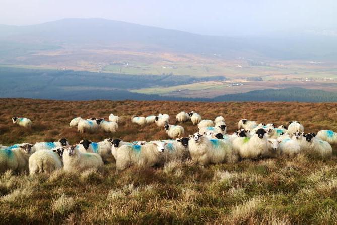 Have your say: should Teagasc invest in upland farming research?