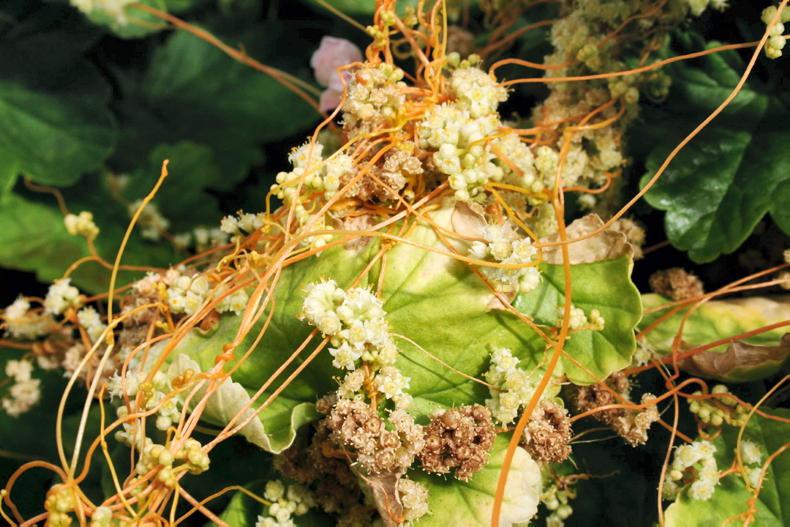 Have you parasitic weeds on your farm? Could they be imported?