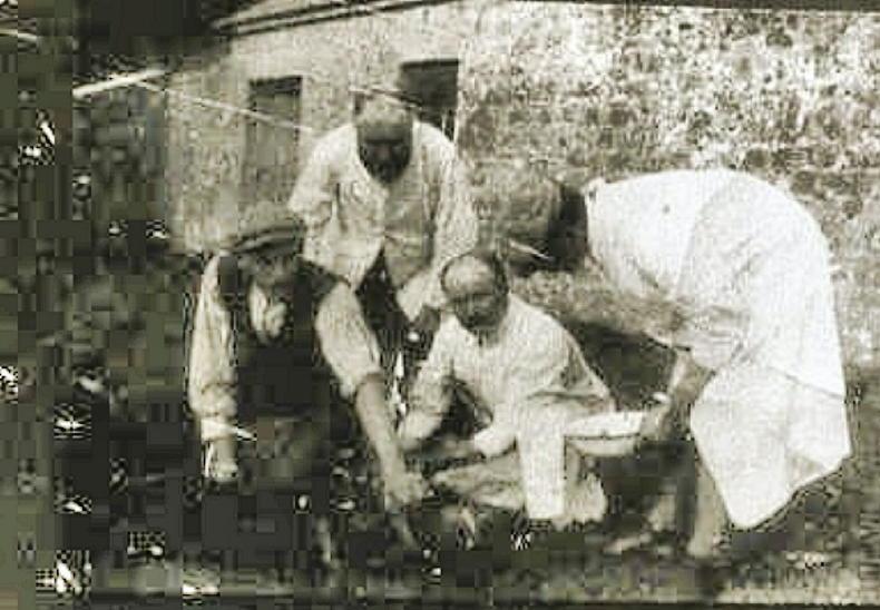 Veterinary medicine gets historic treatment at Turlough Park