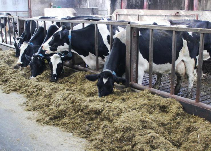 Health issues to be mindful of this spring in dairy cows