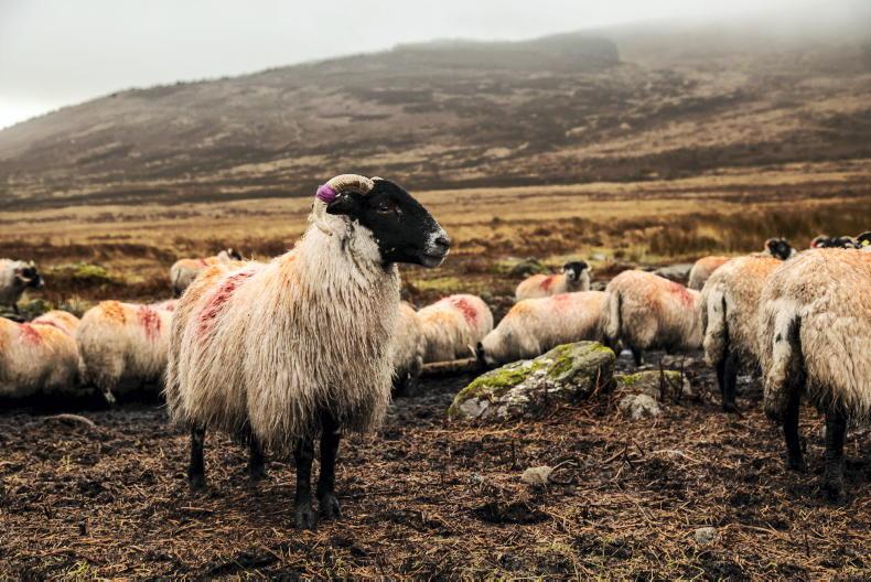 INHFA calls on Teagasc to deliver dedicated upland research