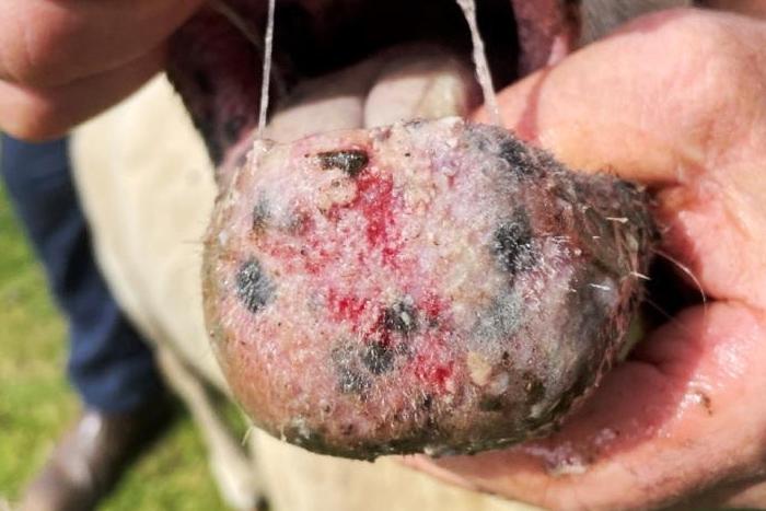 Bluetongue found in animal on Co Wexford farm 