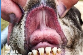 In pictures: symptoms of bluetongue in cattle and sheep