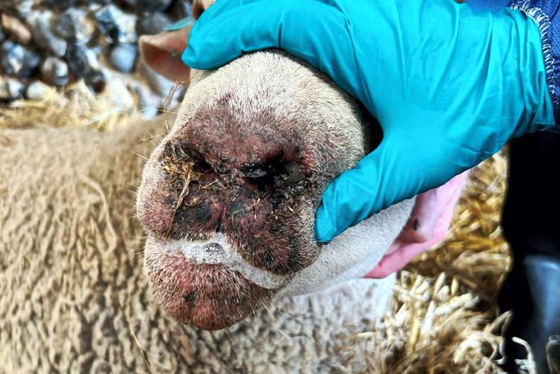 Bluetongue latest: temporary stalling of live exports to some countries