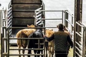 Bluetongue latest: live exports of cattle and sheep from ROI to NI suspended