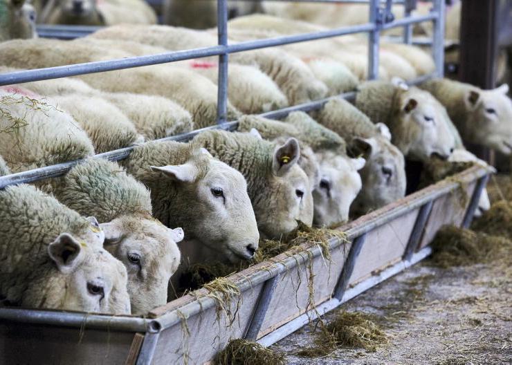 Twin lamb disease: identifying and reducing risks this spring 