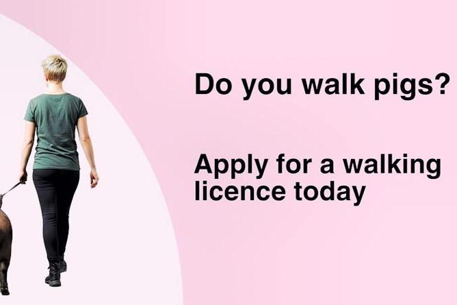 Are you licensed to walk that pig?