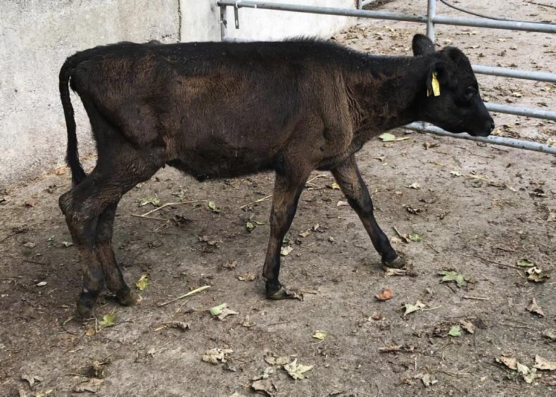 What is summer scour syndrome in calves?