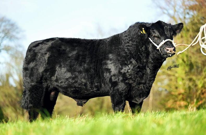 Pedigree sales kick off in Carrick