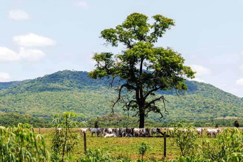 Horgans says Brazilian corned beef ‘does not replace Irish fresh beef’