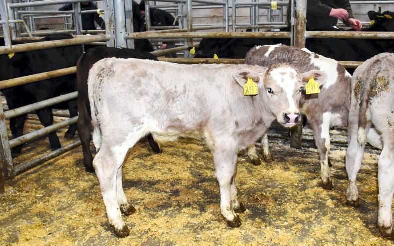 In pictures: super seasonal sale at Rathriland Mart
