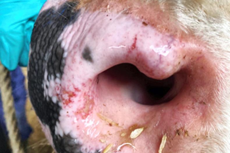 Second cow tests positive for bluetongue on Wexford farm