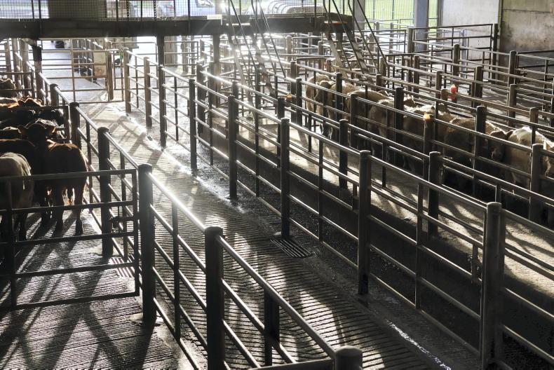 Camera at the Mart: exporters dominate bull weanling trade in Skibbereen     