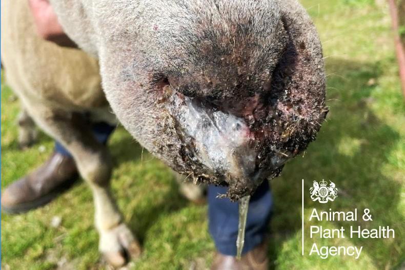 Three vaccines permitted for BTV 3 