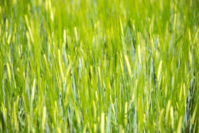 Malting meeting called for Laois growers