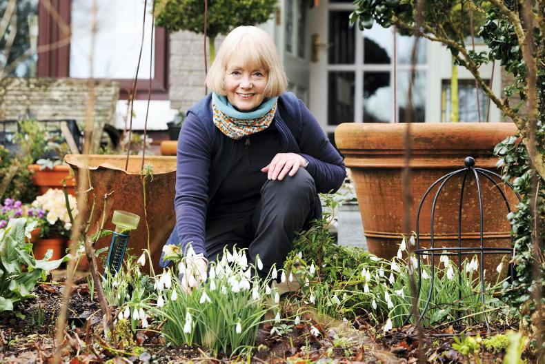 Sweet snowdrops are blooming for spring                                   