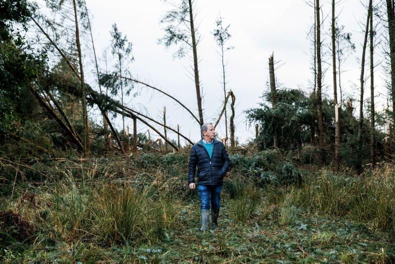 No progress made on clearing forestry one year on from storm Éowyn