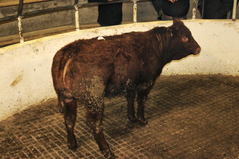 Camera at the Mart: weanling prices hold firm in Granard