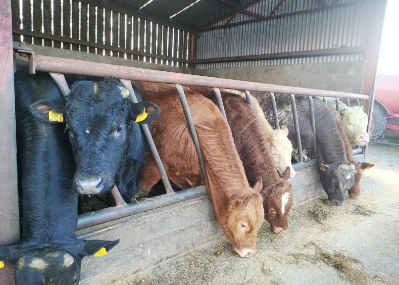 Confused by the cattle grading system