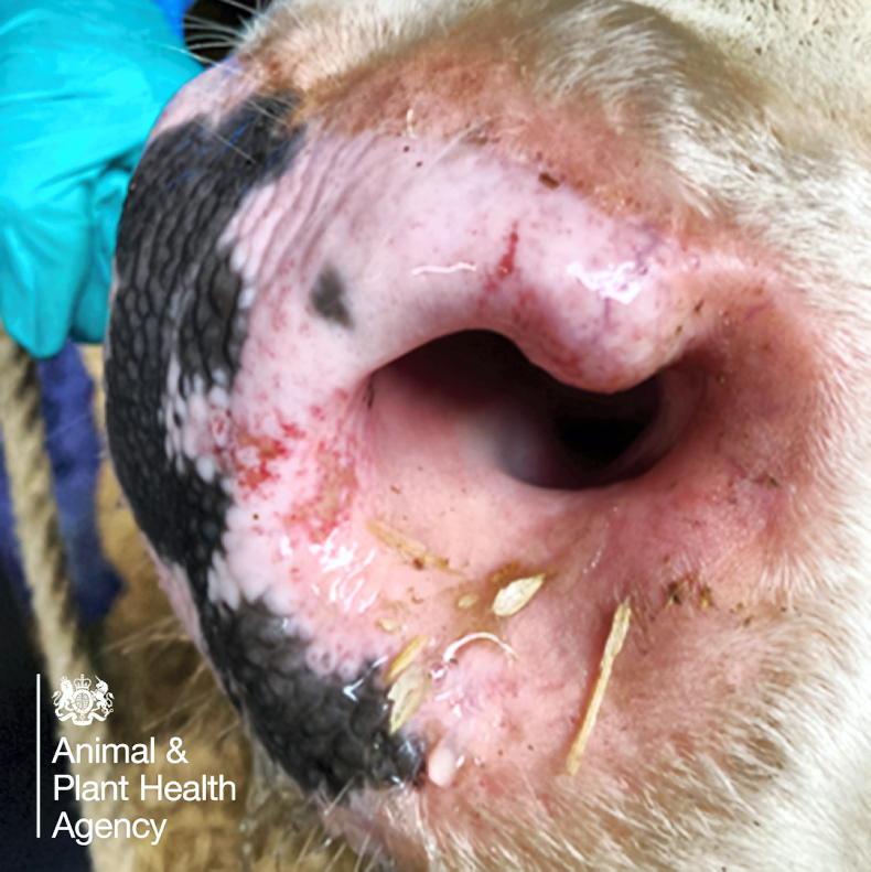 Editorial: bluetongue trade issues a concern