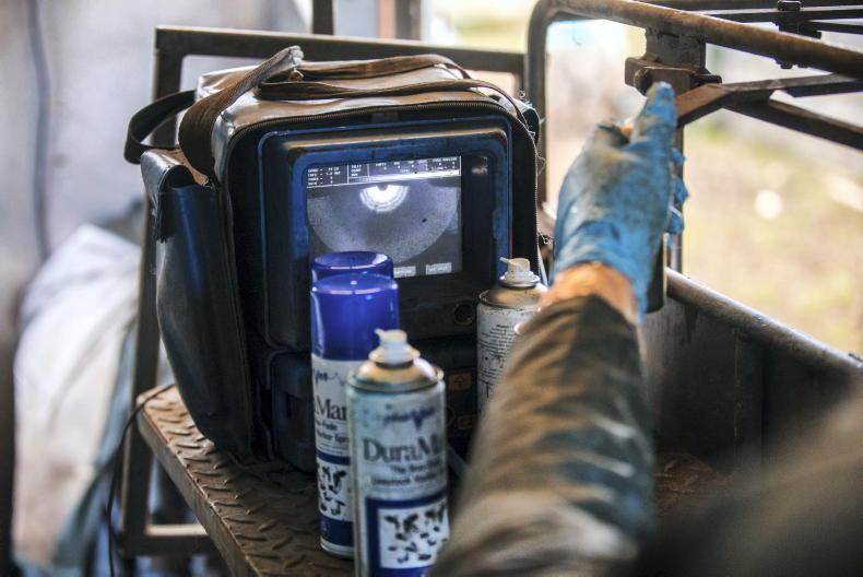 Mixed reports on 2026 sheep scans 