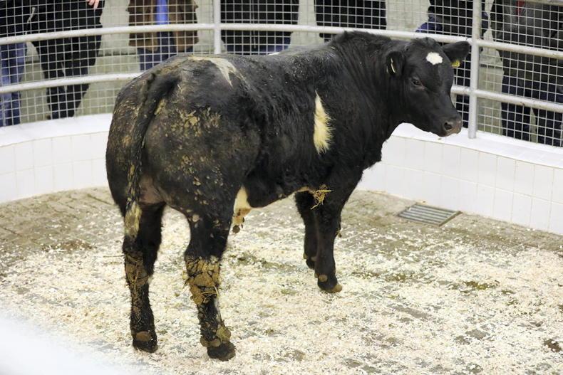 Martbids Database: bluetongue cases fail to affect live trade