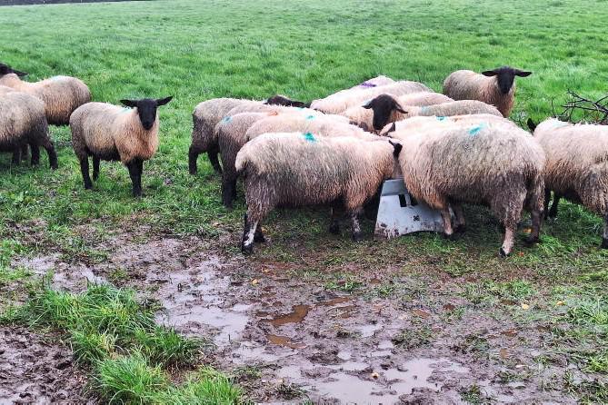 Sheep Management: bluetongue virus, weather management and lameness