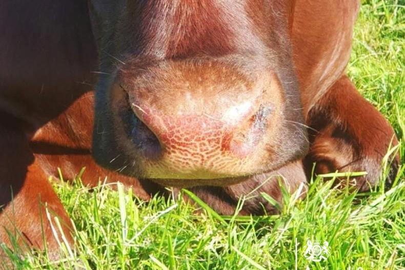 Chinese market closed for Irish beef due to bluetongue