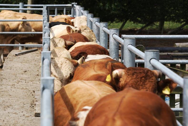 Bluetongue found on four farms in Wexford