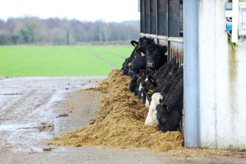 Farmers on high alert as bluetongue hits Ireland