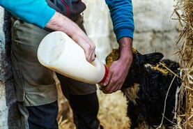 Dairy Management: last minute calving checks