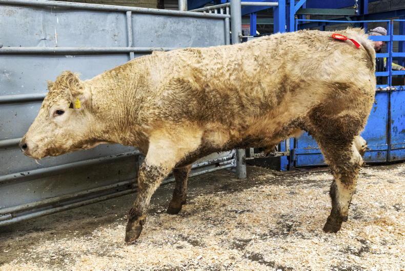 Camera at the Mart: bullocks sell up to €3,400 in Baltinglass