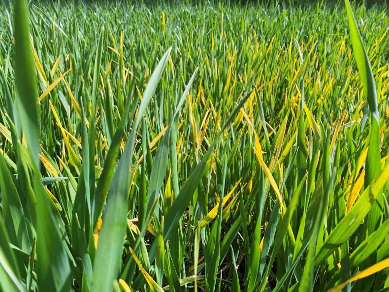 New BYDV guidelines on the way