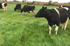 Is grazing really possible at the moment?