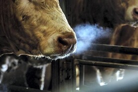 Explainer: everything we know about bluetongue in Ireland so far