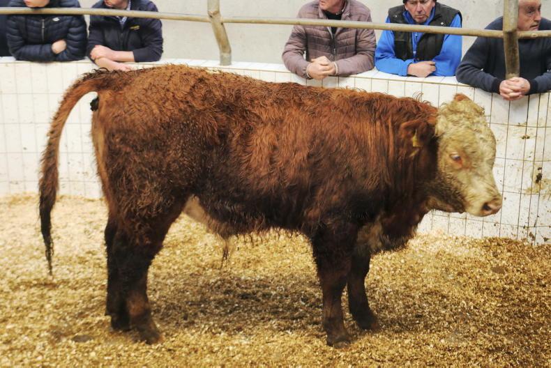 Camera at the Mart: suckler pairings sell to €4,650 in Ballinasloe 