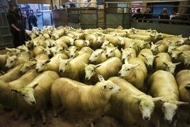 British lamb prices slip 25p/kg
